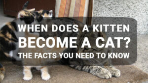 Read more about the article When Does a Kitten Become a Cat? The Facts You Need to Know