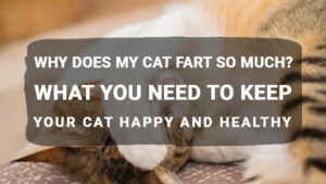 Read more about the article Why Does My Cat Fart So Much? What You Need to Keep Your Cat Happy and Healthy