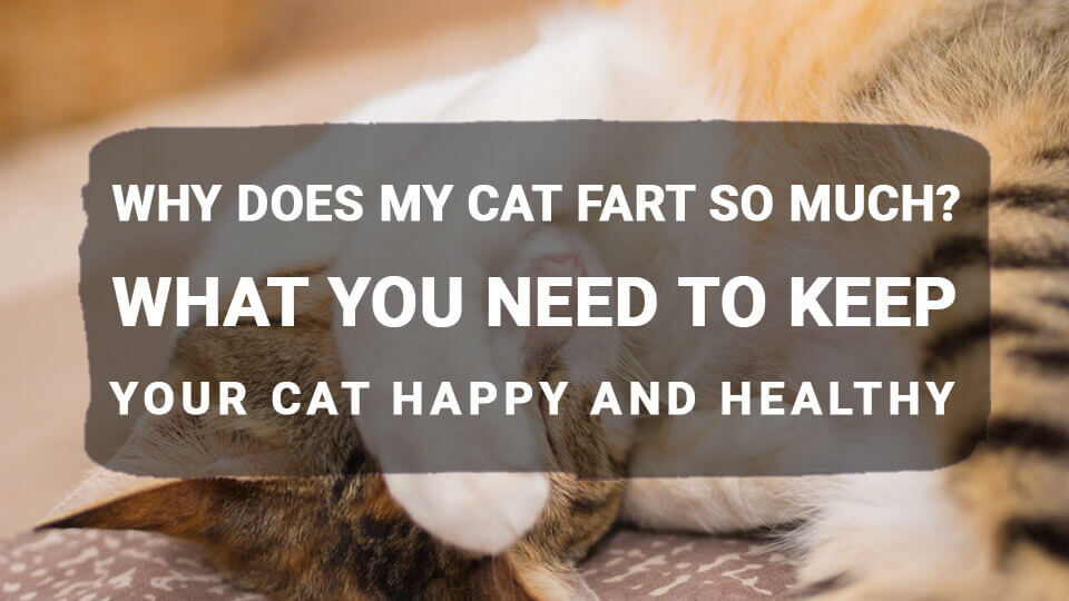 You are currently viewing Why Does My Cat Fart So Much? What You Need to Keep Your Cat Happy and Healthy