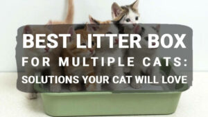 Read more about the article Litter Box for Multiple Cats: Solutions Your Cat will Love