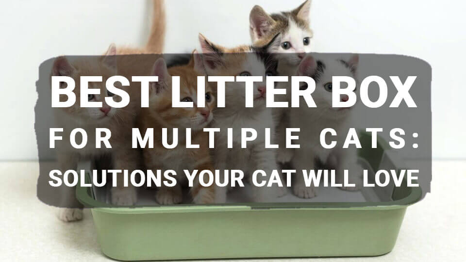 You are currently viewing Litter Box for Multiple Cats: Solutions Your Cat will Love