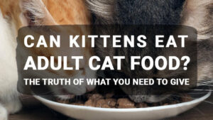 Read more about the article Can Kittens Eat Adult Cat Food? The Truth of What You Need to Give