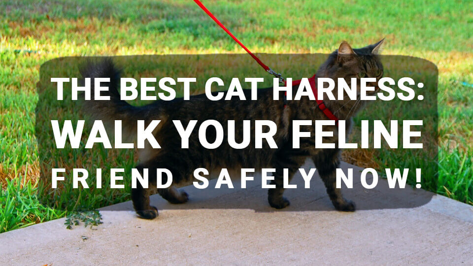 You are currently viewing The Best Cat Harness: Walk Your Feline Friend Safely Now!