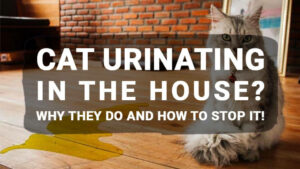 Read more about the article Cat Urinating in the House? Why They Do and How to Stop It!