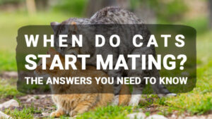 Read more about the article When Do Cats Start Mating? The Answers You Need To Know