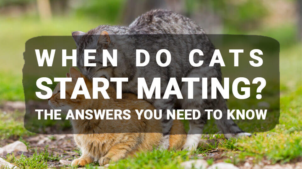 You are currently viewing When Do Cats Start Mating? The Answers You Need To Know