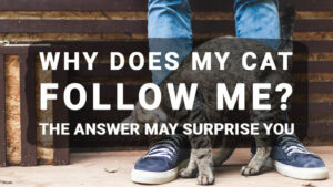 Read more about the article Why Does My Cat Follow Me? The Answer May Surprise You