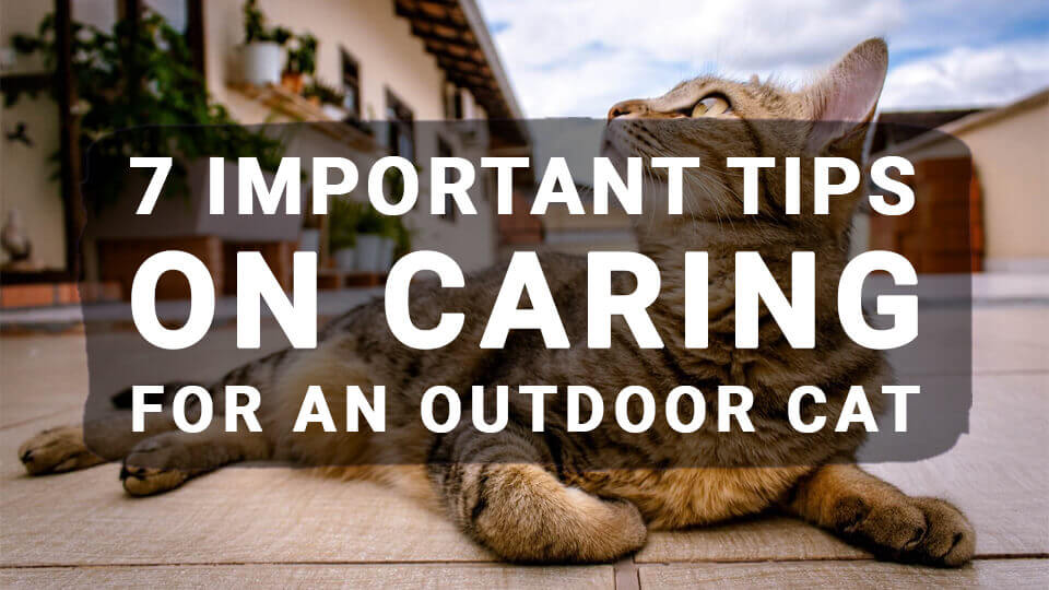 7-Important-Tips-on-Caring-for-an-Outdoor-Cat