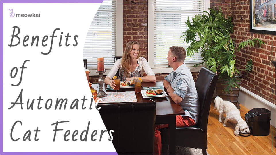 Benefits of Automatic Cat Feeders