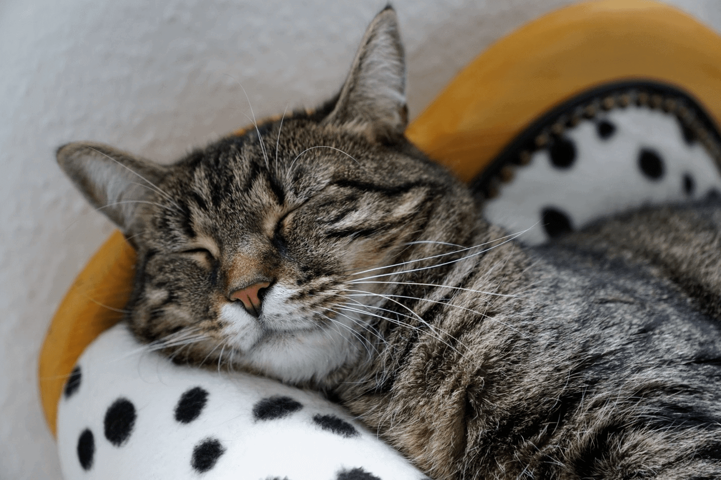 Is-my-cat-sick.jpg