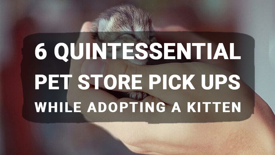 6-Quintessential-Pet-Store-Pick-Ups-While-Adopting-a-Kitten