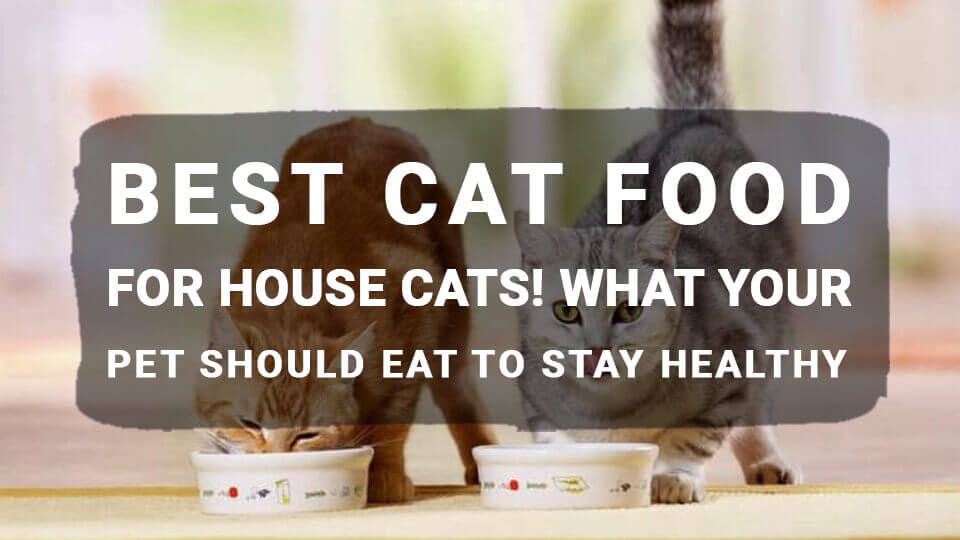 Best-Cat-Food-for-House-Cats