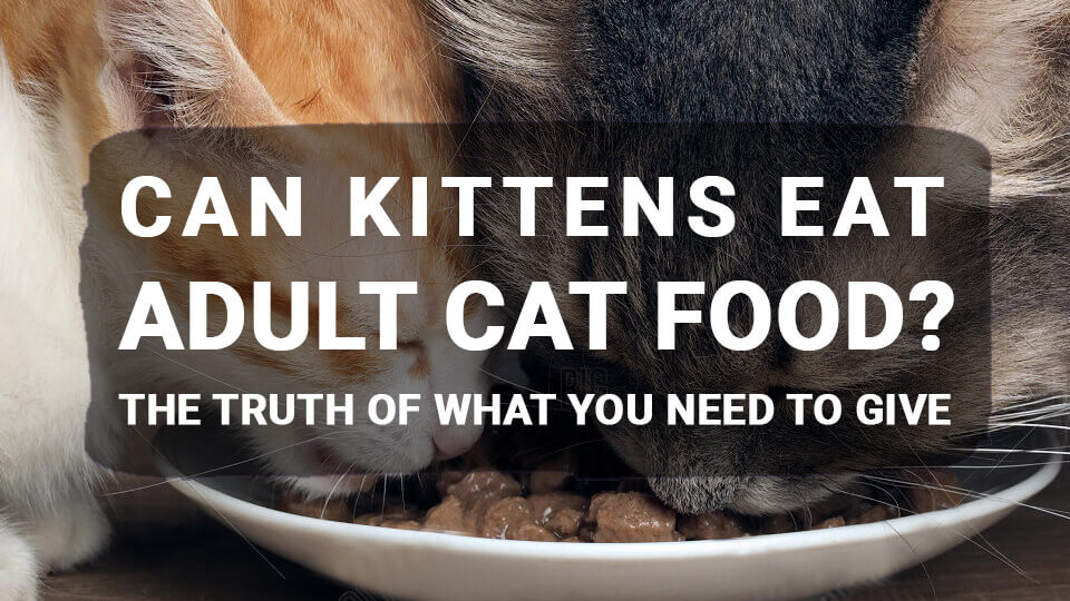 can-kittens-eat-adult-cat-food