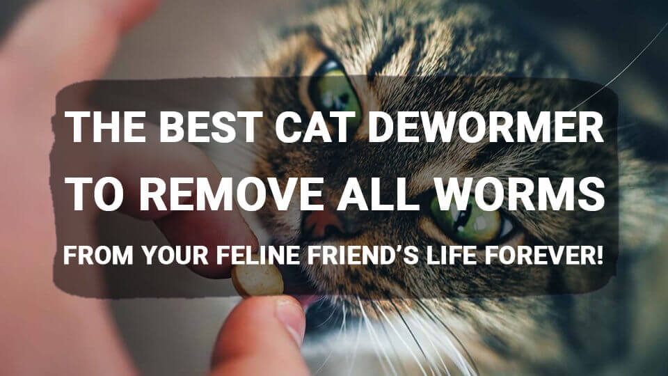 The-Best-Cat-Dewormer-to-Remove-All-Worms