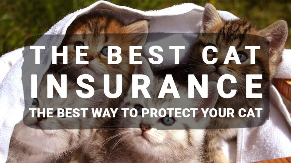 The-best-Cat-Insurance-The-Best-Way-To-Protect-Your-Cat