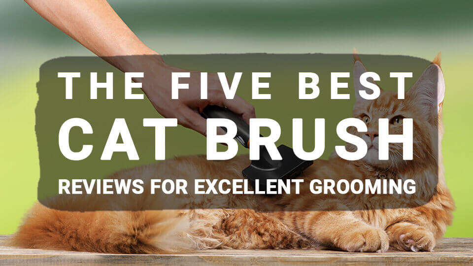 The-Five-Best-Cat-Brush-Reviews-For-Excellent-Grooming
