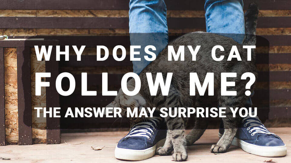 why-does-my-cat-follow-me-answer