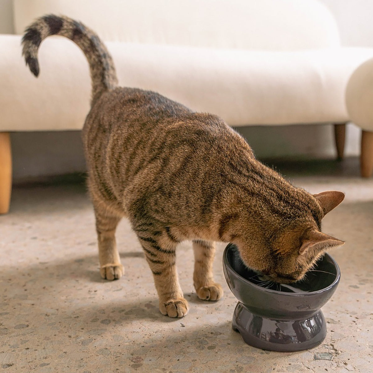 Dexypaws: Elevated Ceramic Cat Bowl - Grey - 7oz, Pet Feeding Dish, Meals, Food & Water, Ergonomic Height, Tilted & Raised, Stylish Glossy Design — product image 2