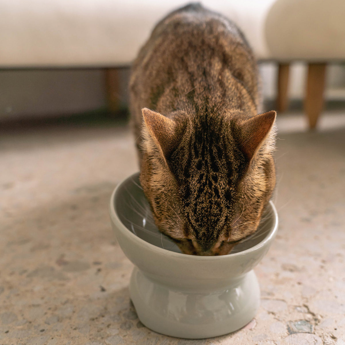 Dexypaws: Elevated Ceramic Cat Bowl - Grey - 7oz, Pet Feeding Dish, Meals, Food & Water, Ergonomic Height, Tilted & Raised, Stylish Glossy Design — product image 6