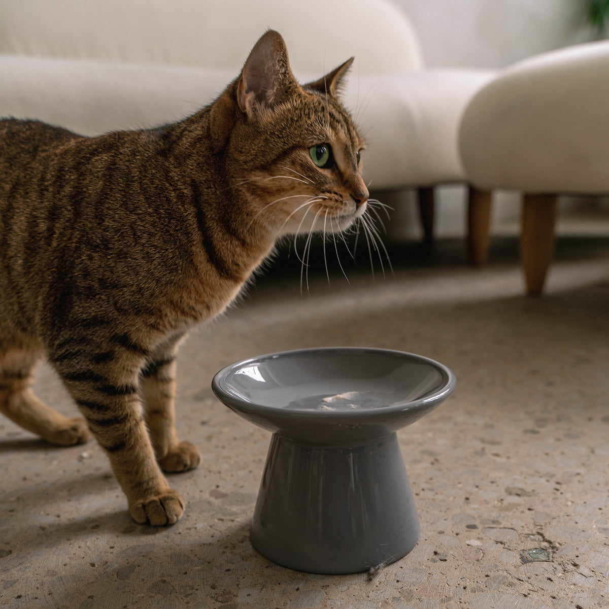 Dexypaws: Flat Top Ceramic Cat Bowl - Grey - 7.5oz, Pet Feeding Dish, Meals, Food & Water, Raised Ergonomic Height, Whisker Friendly, Stylish Design — product image 3