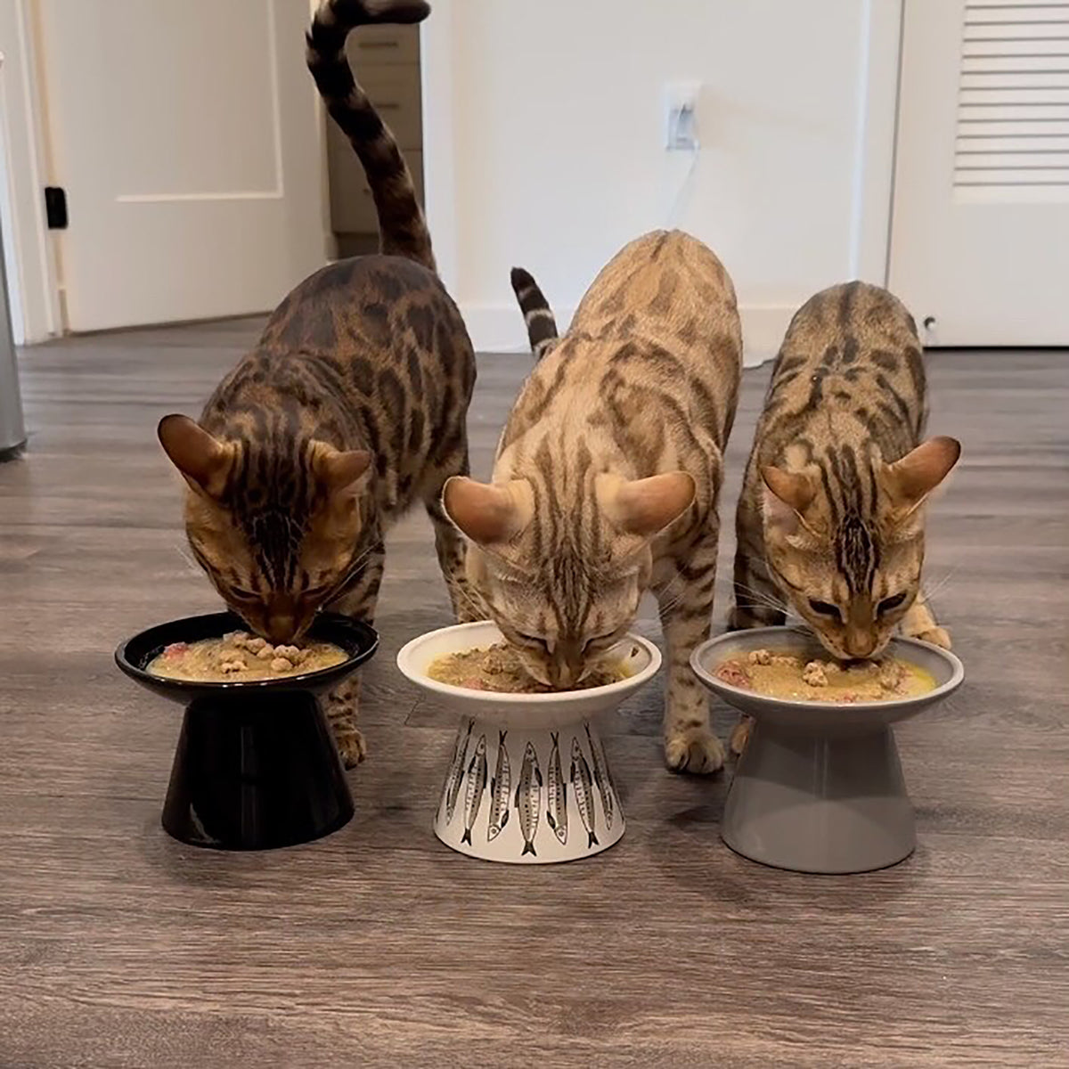 Dexypaws: Flat Top Ceramic Cat Bowl - Grey - 7.5oz, Pet Feeding Dish, Meals, Food & Water, Raised Ergonomic Height, Whisker Friendly, Stylish Design — product image 4
