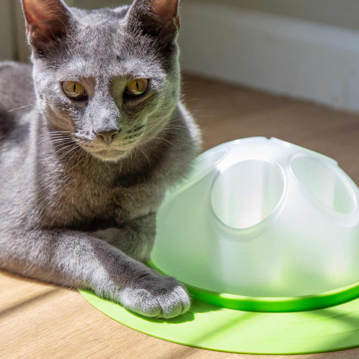 Franklin Pet Supply Interactive Cat Digging Slow Feeder Bowl - Toy Cat Bowl for Treats + Food - Scratching Bowl Slow Feeder - Interactive Toy + Slow Feeder Bowl for Cats + Kittens — product image 15