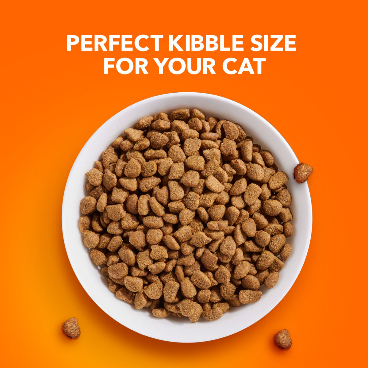 Iams Proactive Health Turkey Dry Cat Food, 3 Lb Bag — product image 11