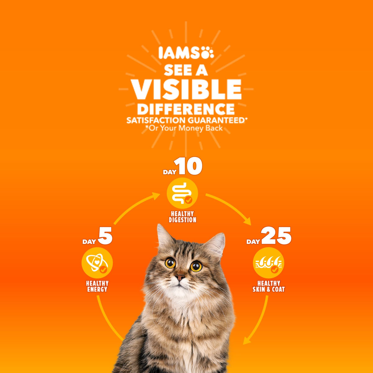 Iams Proactive Health Turkey Dry Cat Food, 3 Lb Bag — product image 14