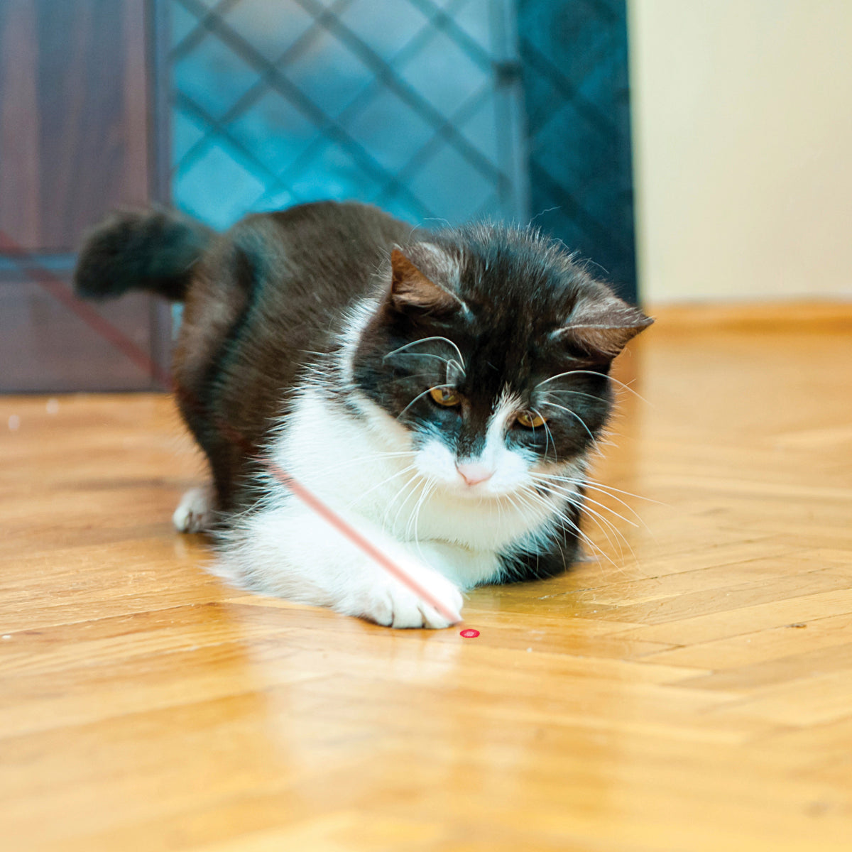 KONG® Laser Pointer Interactive Cat Toy — product image 2