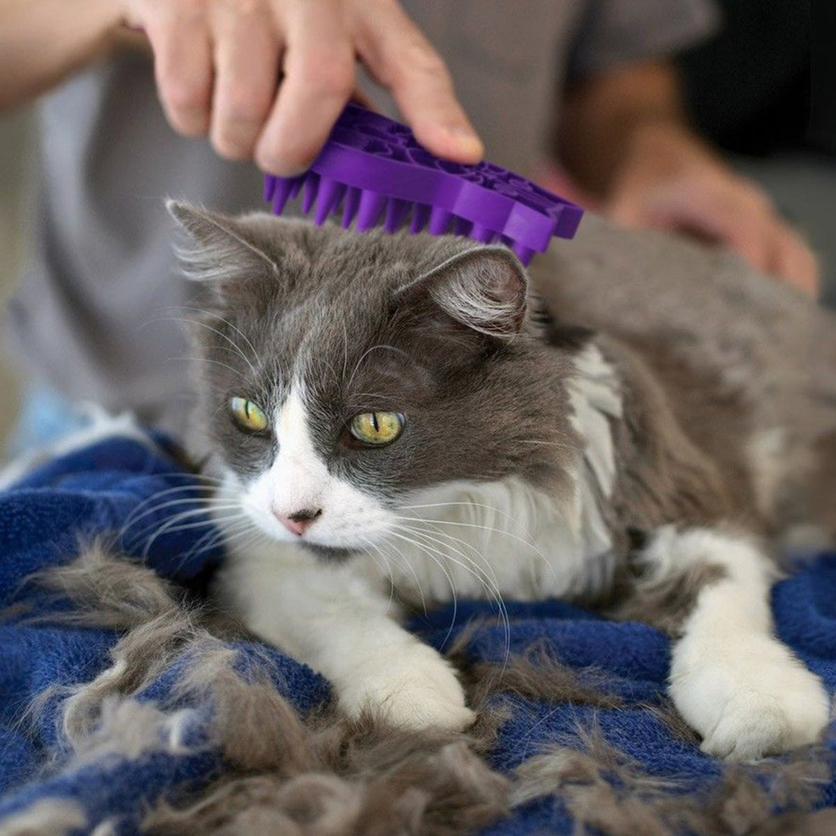 KONG® ZoomGroom Cat Grooming Brush, Reduces Hairballs, Purple — product image 2