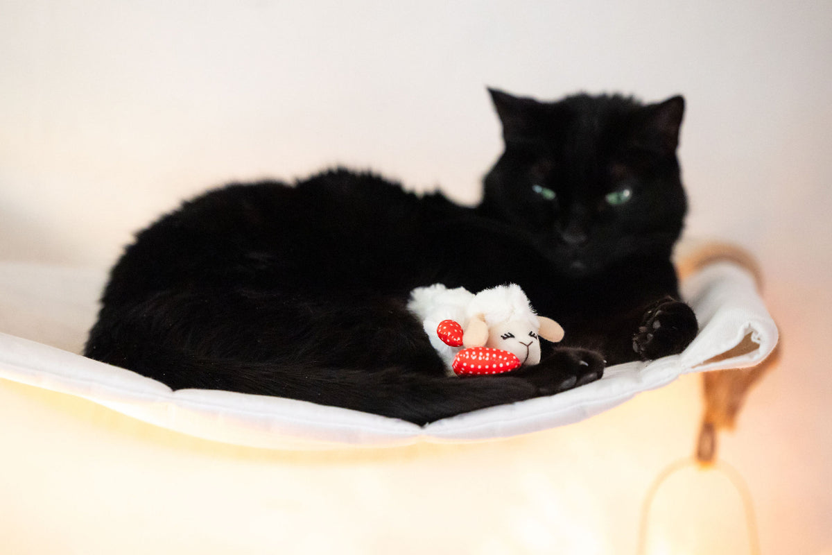 Multipet Lamb Chop Cat Toy with Dangling Heart, Plush with Catnip and Crinkle — product image 11