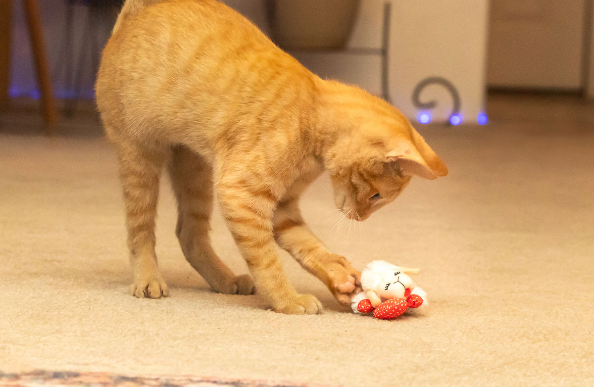 Multipet Lamb Chop Cat Toy with Dangling Heart, Plush with Catnip and Crinkle — product image 12