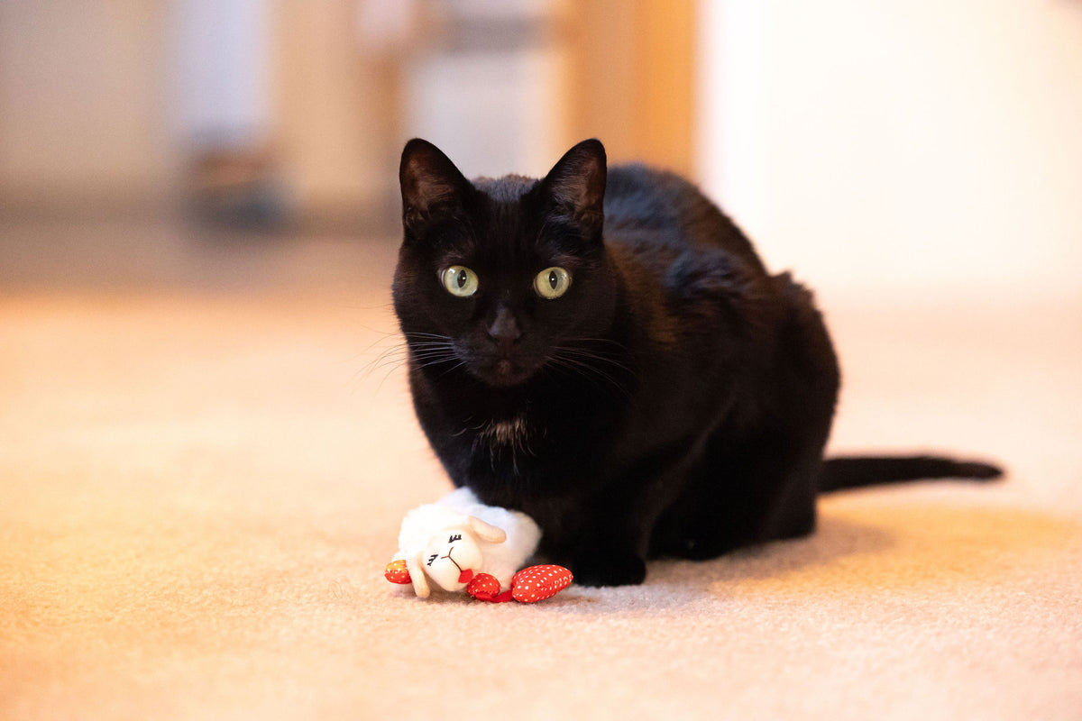 Multipet Lamb Chop Cat Toy with Dangling Heart, Plush with Catnip and Crinkle — product image 8
