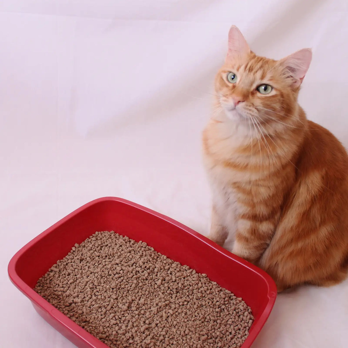Next Gen Green Tea Fresh cat litter made from recycled wood and green tea 5 lb bags — product image 4