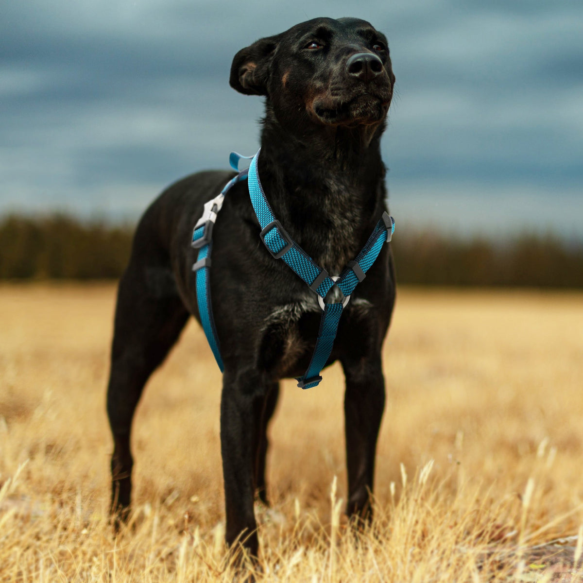 Pet Life ® 'Escapade' Outdoor Series 2-in-1 Convertible Dog Leash and Harness — product image 3
