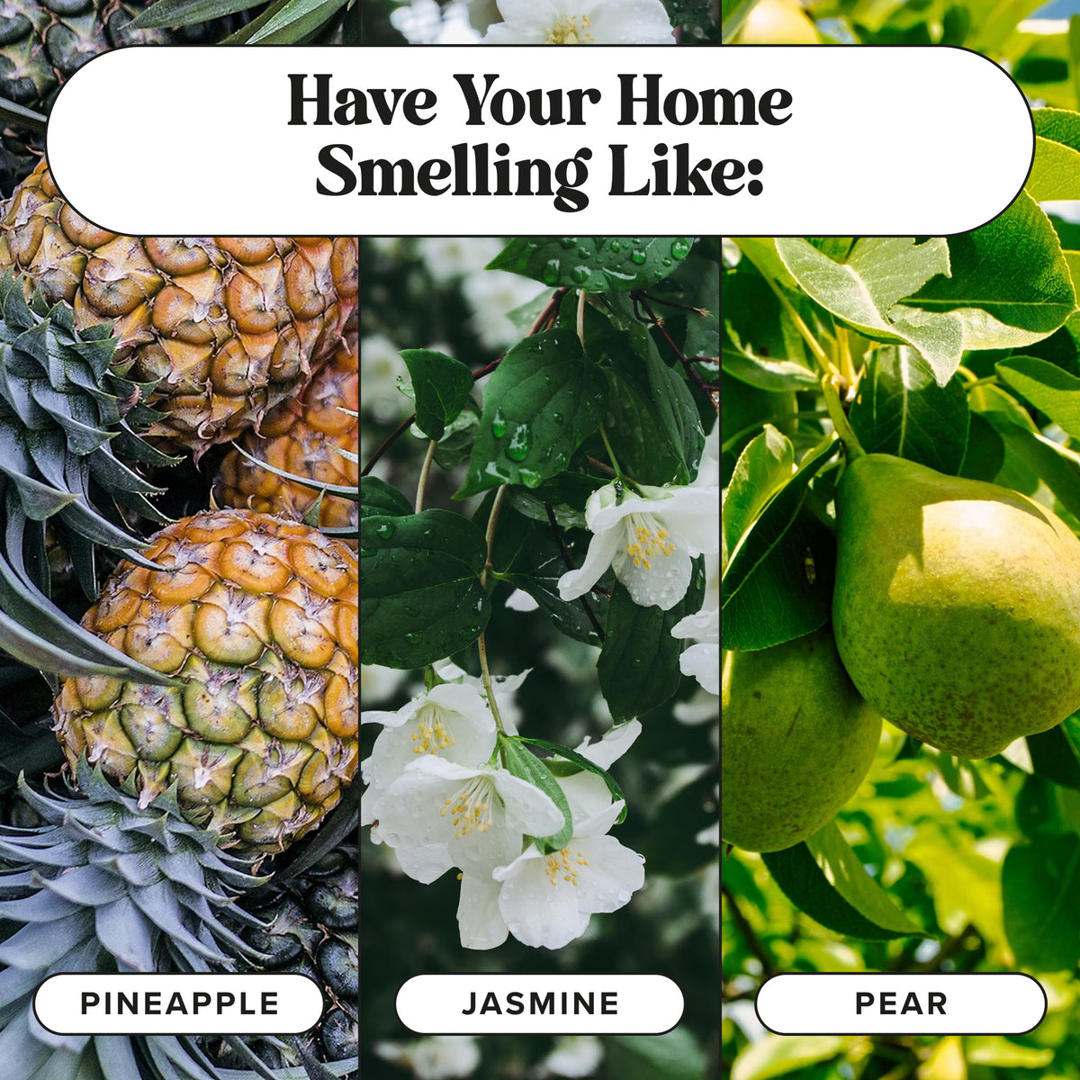 Pet~Pourri Pawsitively Fresh Pet & Home Deodorizer Spray, Jasmine + Fresh Air + Pear, 16 fl oz — product image 10