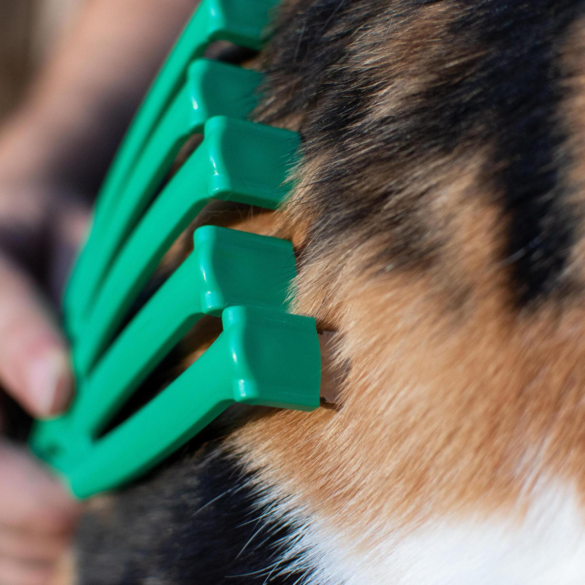 PetKORE: GroomRaker - Cat, Small - Green Deshedding Tool, Pet Grooming, Hair-Dander Removal, Rubber Contour Fingers w/ Gentle Metal Tips, Coat Care — product image 10