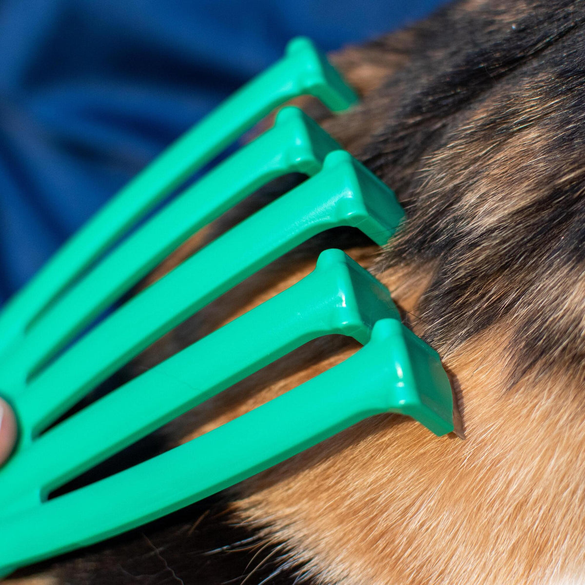 PetKORE: GroomRaker - Cat, Small - Green Deshedding Tool, Pet Grooming, Hair-Dander Removal, Rubber Contour Fingers w/ Gentle Metal Tips, Coat Care — product image 13
