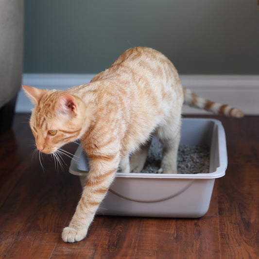 Petmate Durable Open Top Entry Easy to Clean Cat Litter Pan Plastic Cat Litter Box, Medium, Gray