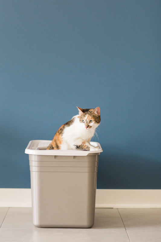Petmate Open Top Cat Litter Box Top Entry Plastic Cat Litter Pan, Silver, 20" x 15" x 15"