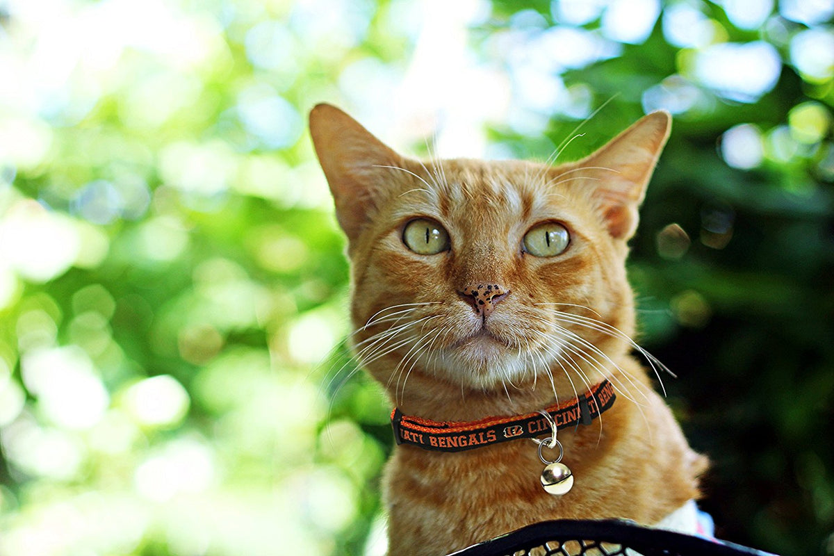 Pets First Cincinnati Bengals Cat Collar - Durable and Heavy Duty Nylon Web Collar — product image 3