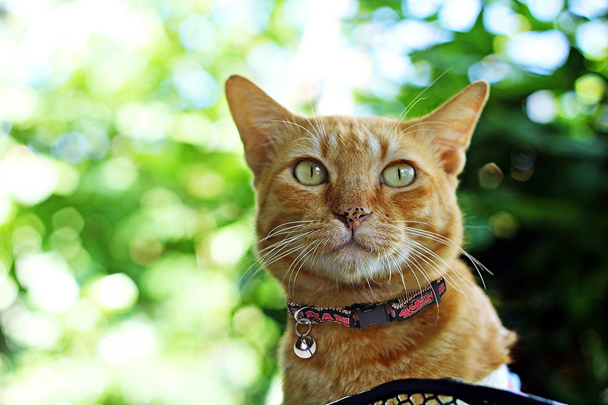 Pets First NFL San Francisco 49ers Cat Collar — product image 3