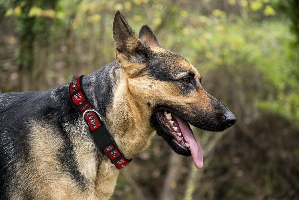 Pets First NHL Carolina Hurricanes Cat and Dog Collar - Heavy-Duty, Durable & Adjustable Collar — product image 2