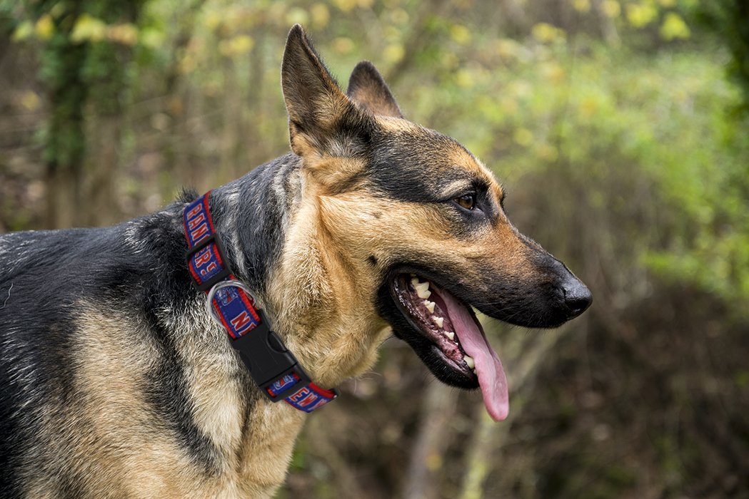 Pets First NHL New York Rangers Cat and Dog Collar - Heavy-Duty, Durable & Adjustable Collar — product image 3