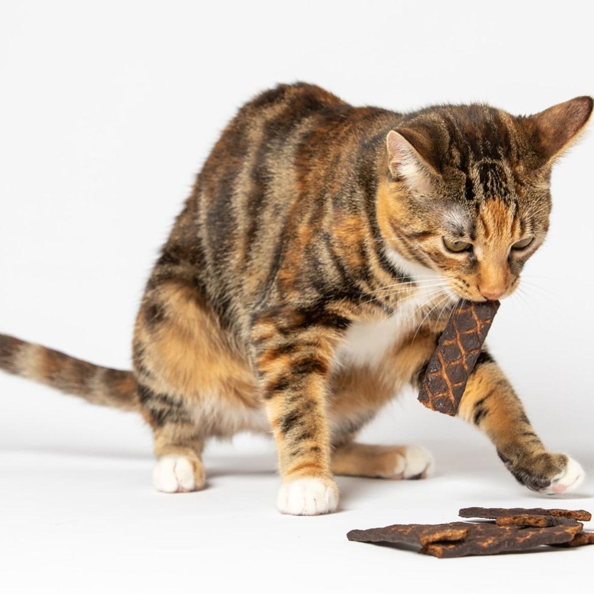 Scout & Zoe's: Carp Fish Spears - 1.5oz Cat Jerky Treats, Smoked Feline Chews, Limited Ingredients, Crunchy Protein, Pet Snack & Reward USA Sourced — product image 5