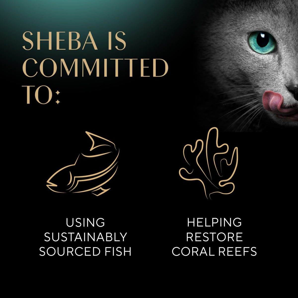 Sheba Perfect Portions Variety Pack Cuts In Gravy Cat Food, 2.6 Oz Twin-Pack Trays (24 Count) — product image 4