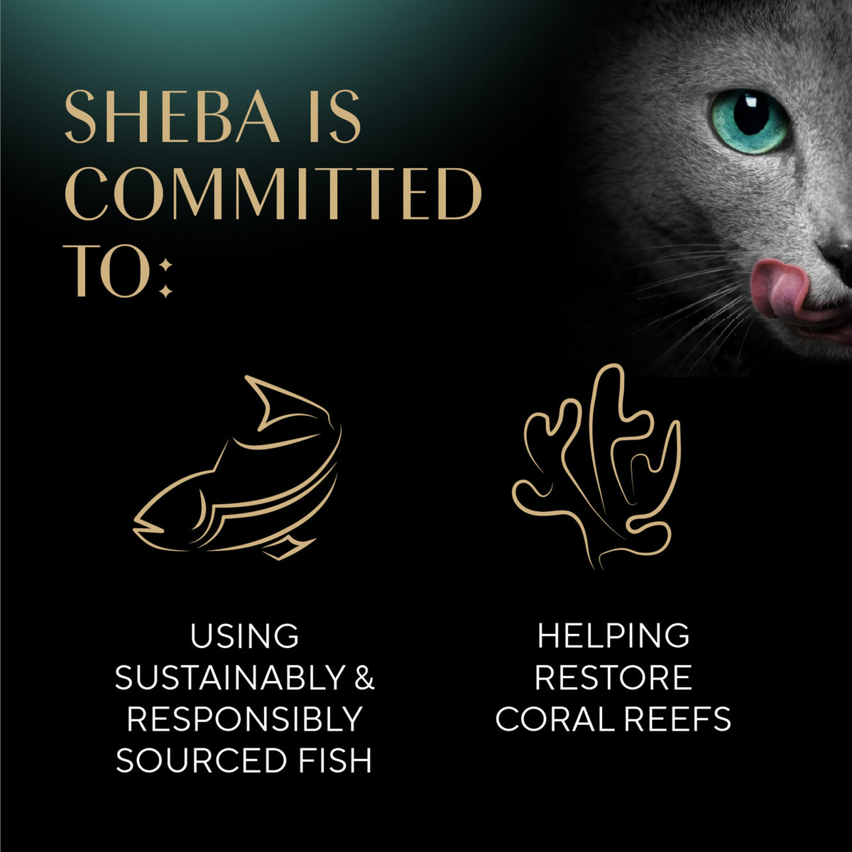 Sheba Selections Filets in Broth Chicken Flavor Wet Cat Food Meal Complement, 1.3 oz Cup — product image 9