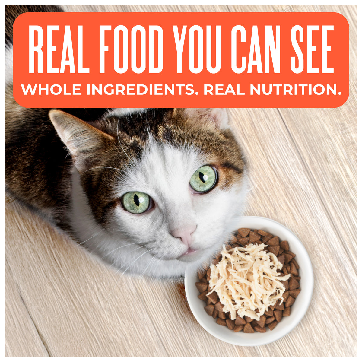 Tiki Cat Born Carnivore Indoor Health Dry Cat Food, Chicken & Turkey Meal, 3 lbs. Bag — product image 2
