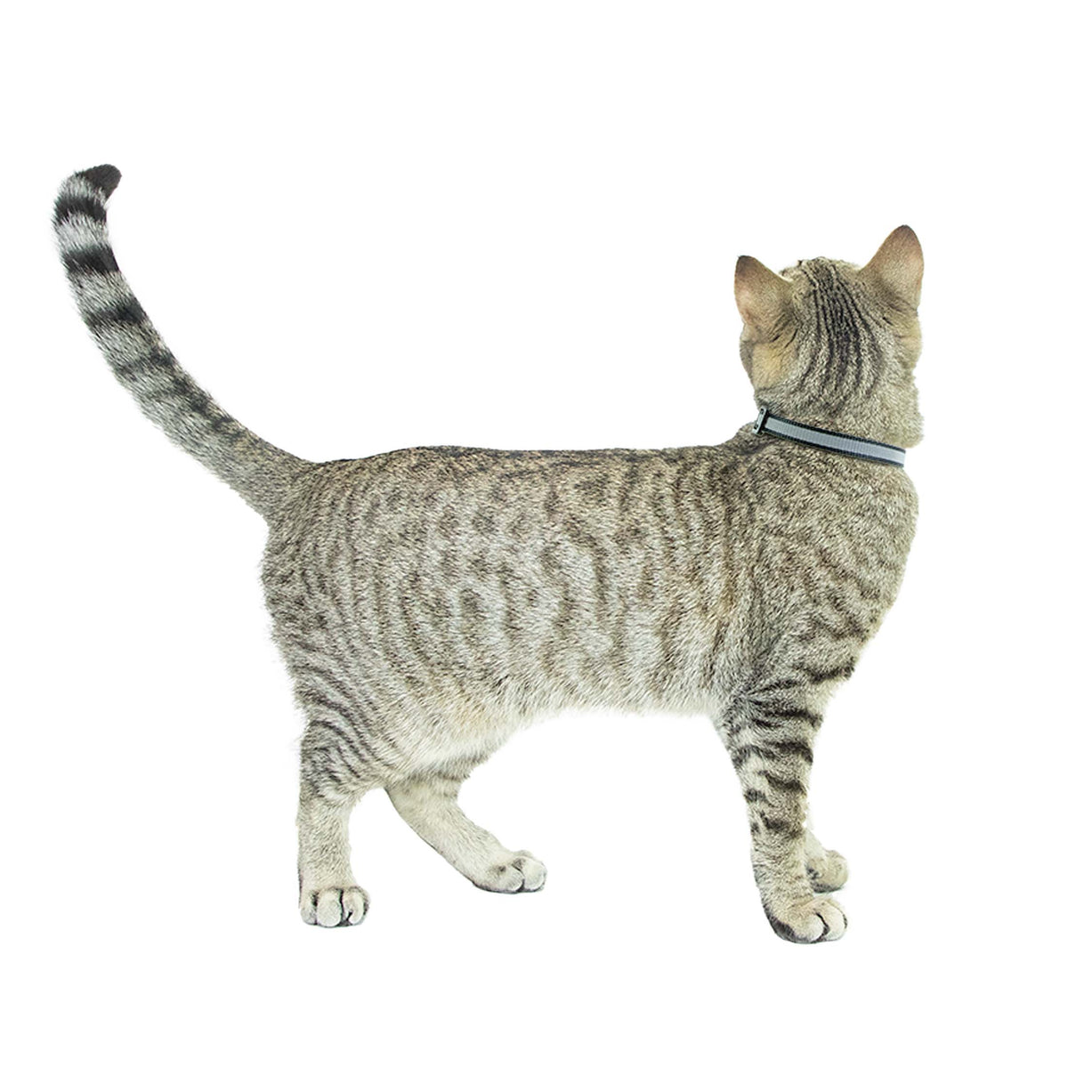 Vibrant Life 2-Pack Cat Collar, Black with Silver Reflective, and Solid Reflective, One Size — product image 10