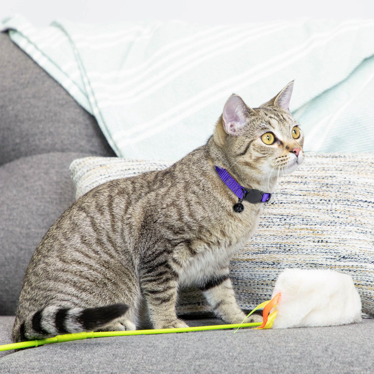 Vibrant Life 2-Pack Cat Collar, Multi Color Rainbow Stripe, and Solid Blue, One Size — product image 10